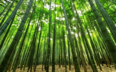 Énergie vibratoire : Arbres et bienfaits