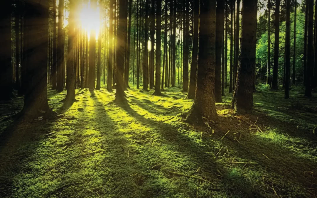Sauvegarder les forêts