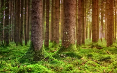 Les odeurs de la forêt apaisent